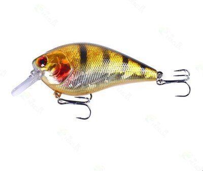 Square Bill (0-5 ft) - Gold  Black